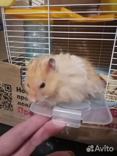 Вязка Хомяк сирийский ангорский вязка