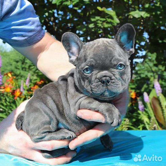Французский бульдог щенки голубой