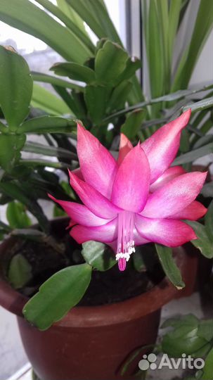 Цветок декабрист