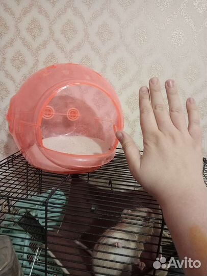 Купалка ванночка для шиншиллы