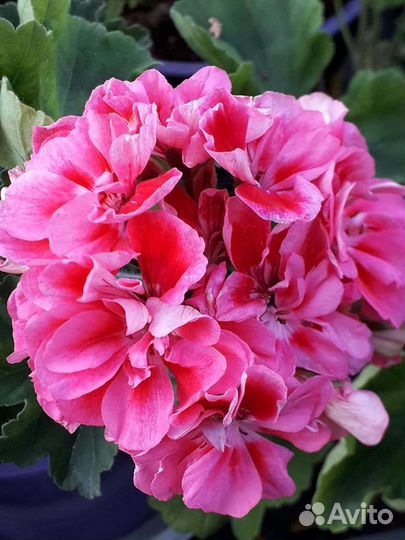 Пеларгония герань