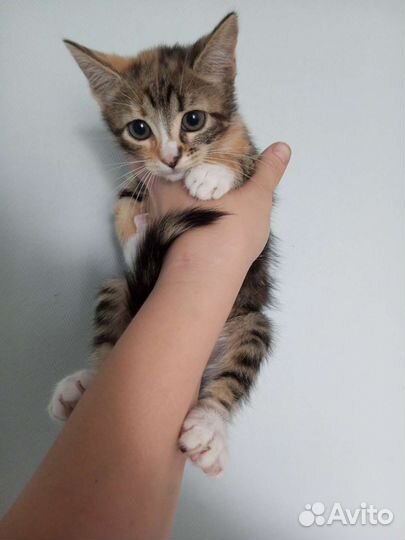 Котенок девочка в дар