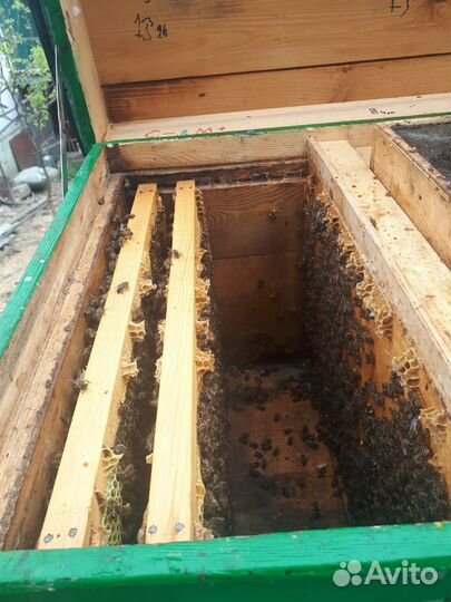 Продаеться ульи с пчелами