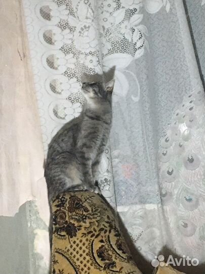 Кошка в дар бесплатно