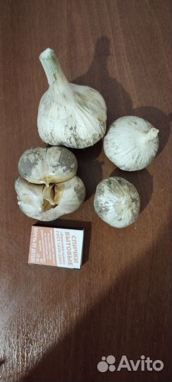 Семена чеснока голоки