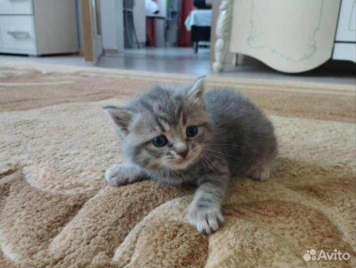 Шотландские котята