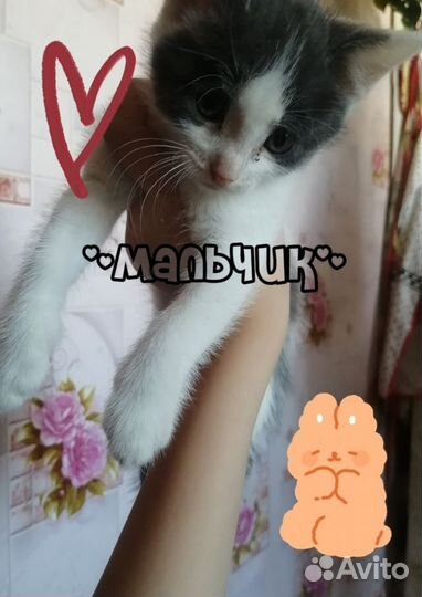 Котята в добрые руки