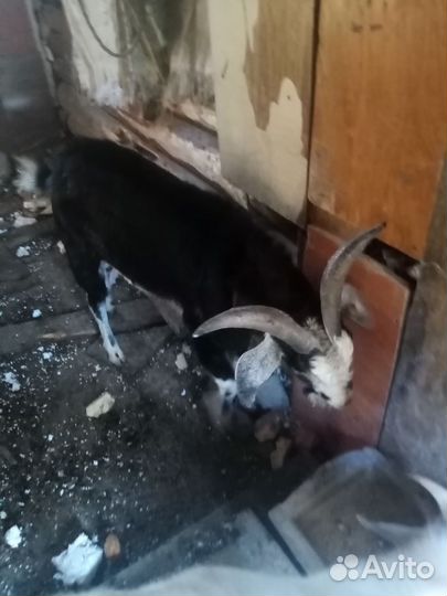 Продам козла