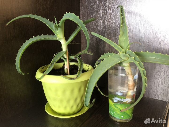 Алоэ / Каланхоэ