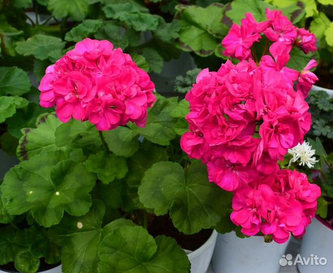 Сортовые пеларгонии