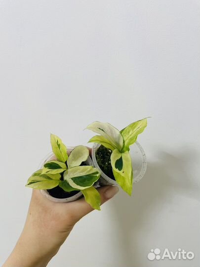 Калатея yellow fusion