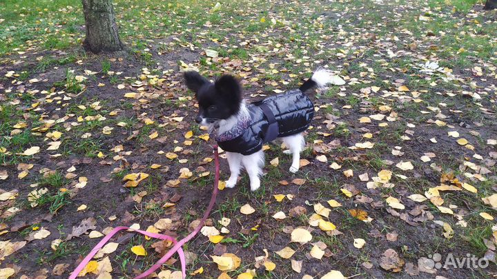 Попона для маленькой собаки