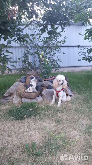 Той-пудель вязка)