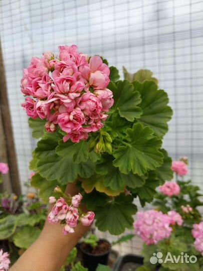 Пеларгония герань сортовая