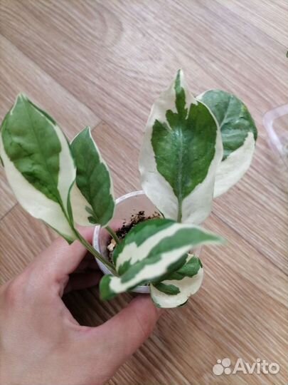 Сциндапсус(эпипремнум). Монстера себу блю