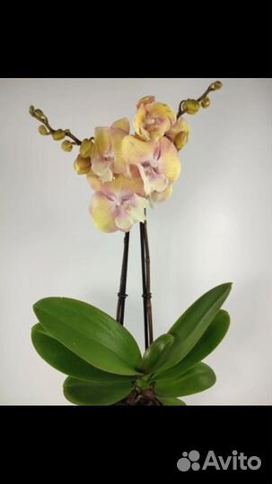 Орхидея Единорог