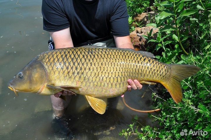 Живая рыба оптом карп