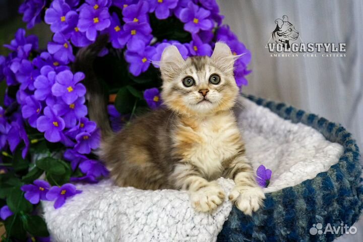 Очаровательная девочка Lambada редкой породы