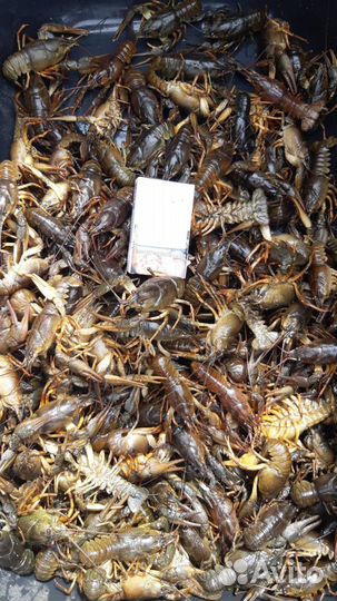 Живые раки микс