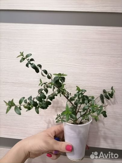 Продам цветы комнатные