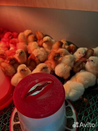 Цыплята суточные ломан браун