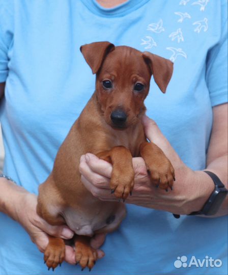 Цвергпинчер (карликовый пинчер - щенки)