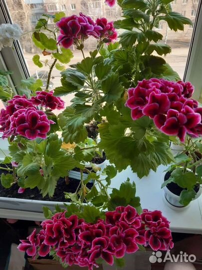 Пеларгония королевская (герань) сортовая