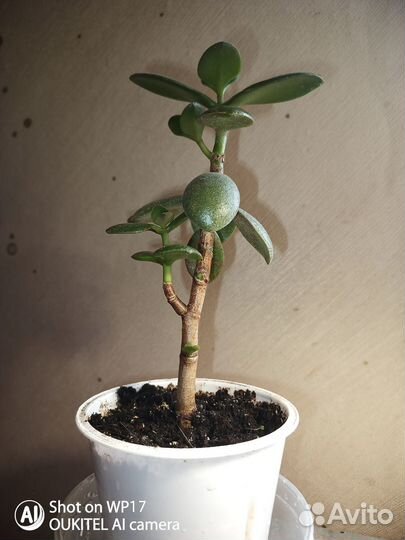 Денежное дерево (толстянка)