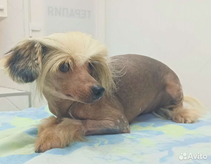 Продается молодой кобель Китайской хохлатой