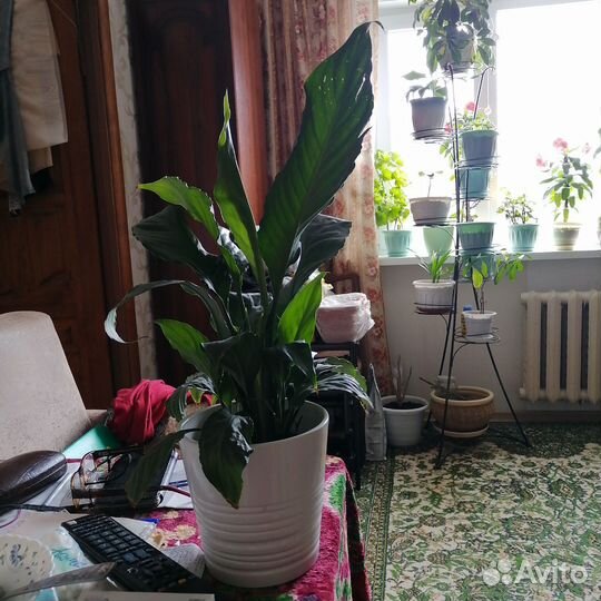 Цветок женское счастье