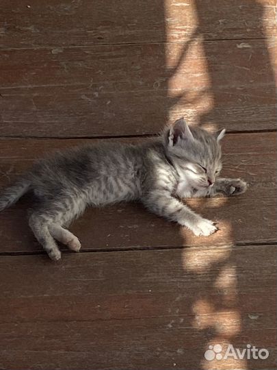 Котята бесплатно