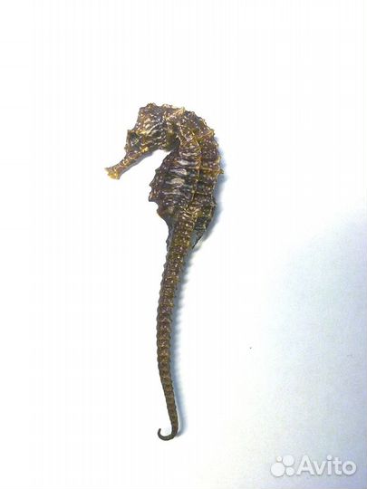 Сувенир конёк