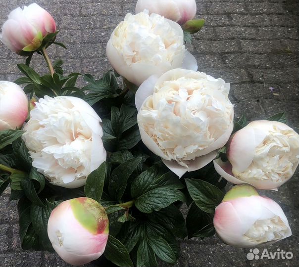 Пион молочноцветковый colonel owen cousins