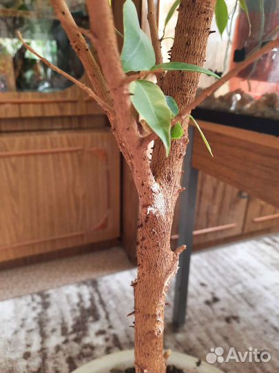 Фикус бенджамина