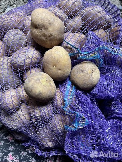 Картошка домашняя