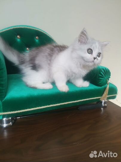 Шотландская кошечка