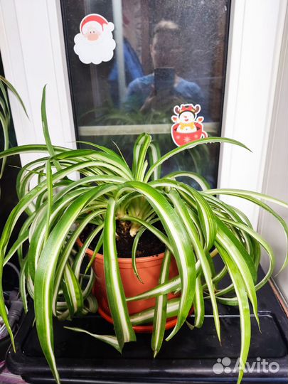 Толстянка, Панданус(винтовая пальма), Хлорофитум