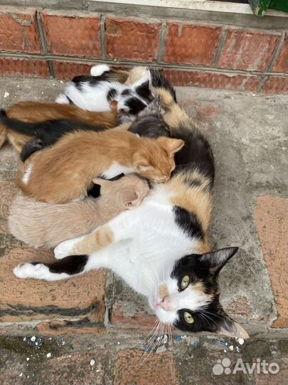 Котята бесплатно
