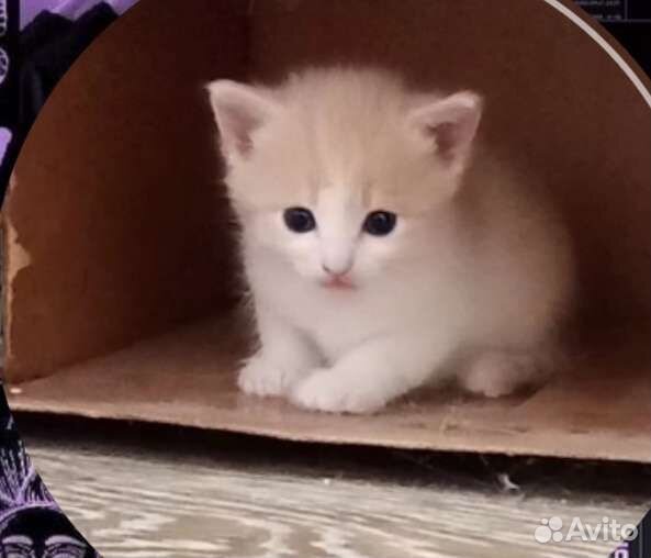 Кошки в добрые руки бесплатно