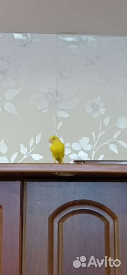 Канарейка девочка