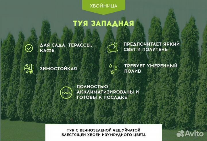 Туя Брабант 1,5 м