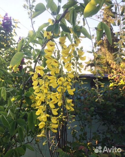 Бобовник Золотой дождь