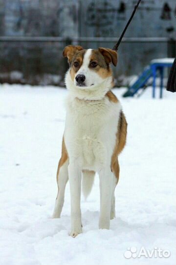 Собака ищет дом