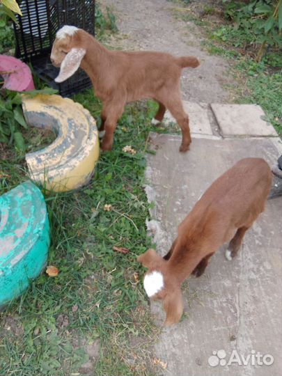 Козлята нубокамори