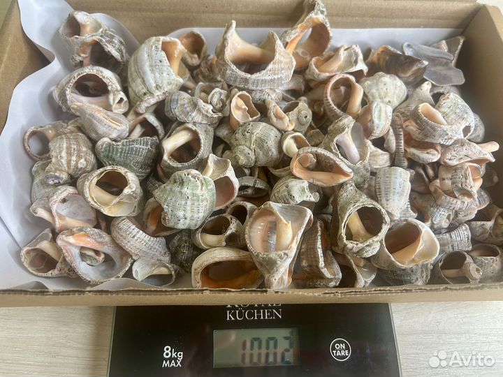 Морские ракушки (бой)