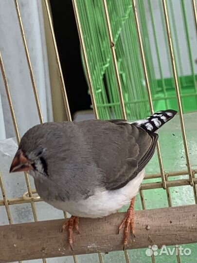 Зебровые амадины