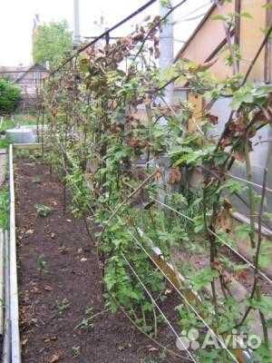 Тепличная нить