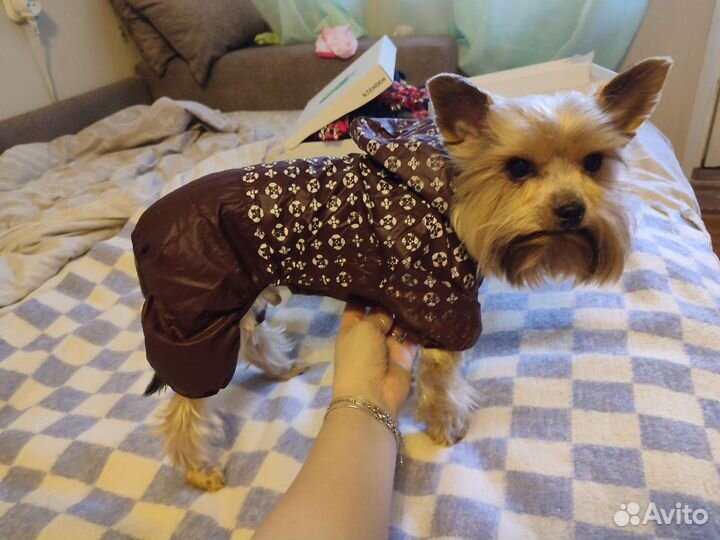 Дождевик для маленькой собаки