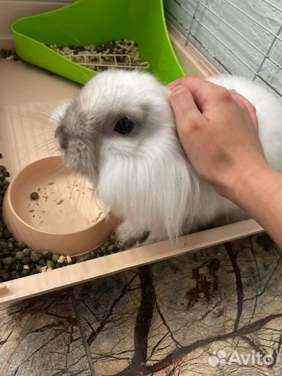 Декоративные кролики