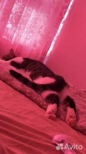 Котик